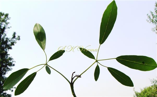  Leafy shoot bearing 2 Leaves